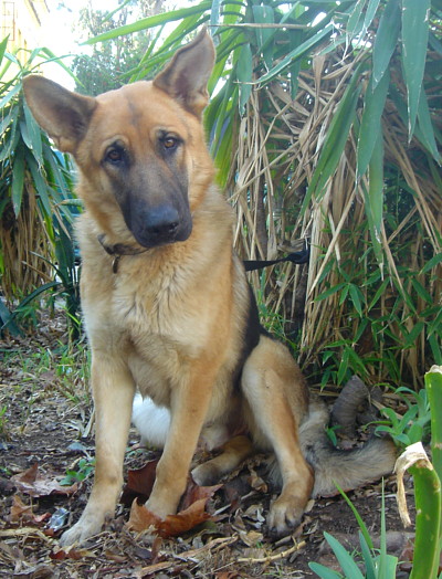 rocky sitting 2